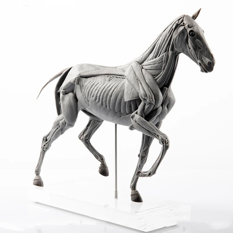 EVOLABORATORY Horse Muscle Ana - Resin Art Decoration Items recension och pris
