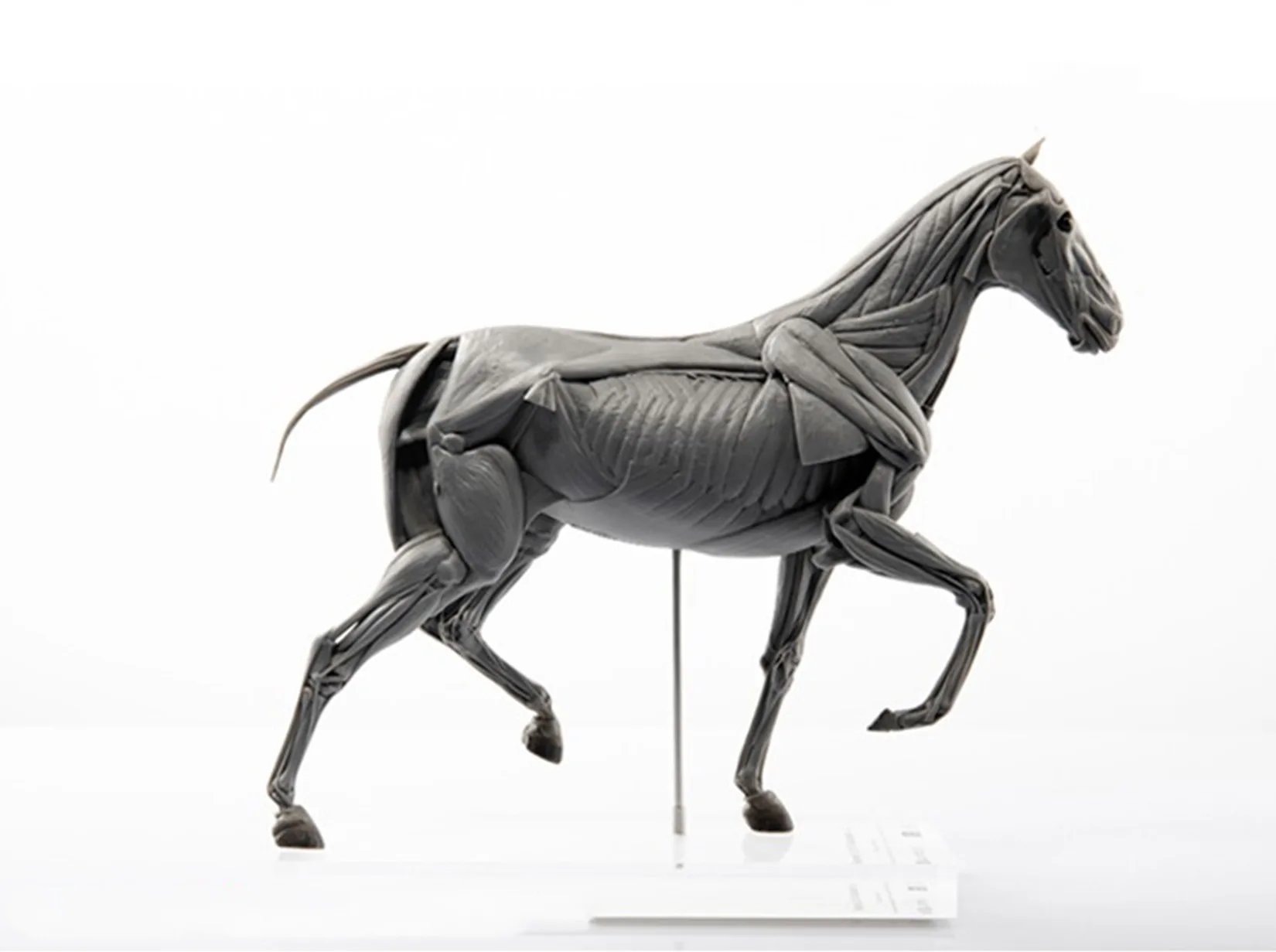 EVOLABORATORY Horse Muscle Ana - Resin Art Decoration Items recension och pris