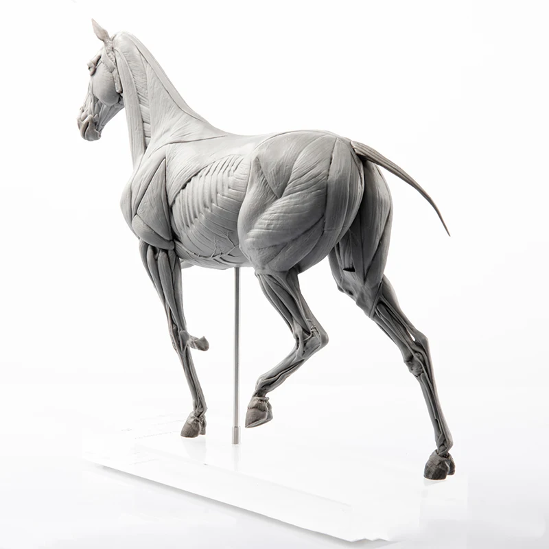 EVOLABORATORY Horse Muscle Ana - Resin Art Decoration Items recension och pris